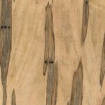 wormy maple wood species sample